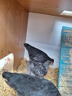 Kippen mix, Dieren en Toebehoren, Pluimvee, Meerdere dieren, Kip