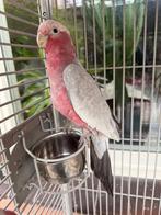 Roze Kaketoe, Dieren en Toebehoren, Mannelijk, Papegaai