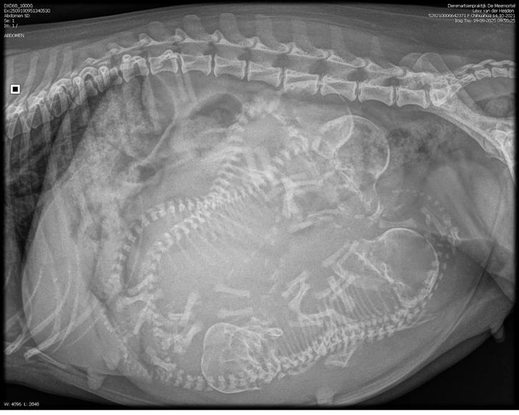 Nestaankondiging Chihuahua puppy’s, Dieren en Toebehoren, Honden | Chihuahua's en Gezelschapshonden, Meerdere dieren, Chihuahua