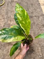 Anthurium hookerii variegata #2, Verzenden, Overige soorten, Minder dan 100 cm