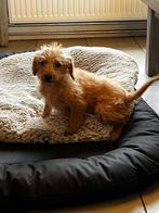 maltipoo, Dieren en Toebehoren, Honden | Chihuahua's en Gezelschapshonden, CDV (hondenziekte), 8 tot 15 weken, Eén hond, Nederland