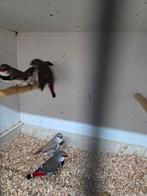 Diamantvinken, Dieren en Toebehoren, Meerdere dieren