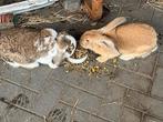 Grote Konijnen duo te koop, Meerdere dieren, Groot, Hangoor, 0 tot 2 jaar