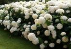 Strong annabelle hortensia mooie volle planten, Tuin en Terras, Ophalen of Verzenden, Hortensia, Minder dan 100 cm