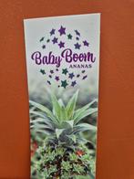 Ananas Babyboom p12, winnaar glazen tulp award  (3), Ophalen of Verzenden, Volle zon, Minder dan 100 cm