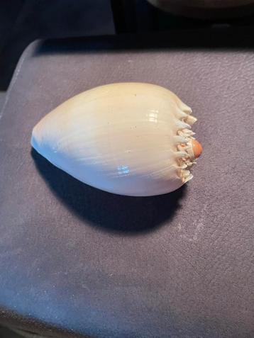 1 Meloen Sea shell BxD 14x8 cm beschikbaar voor biedingen
