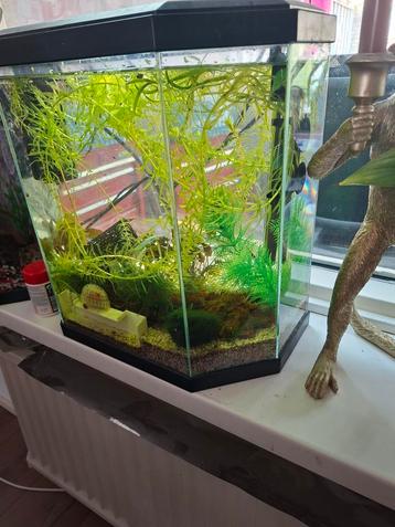 Aquarium  beschikbaar voor biedingen
