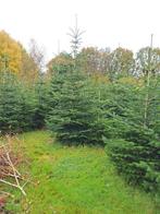 Kerstbomen nordmann, Ophalen, Zomer, Volle zon, Overige soorten
