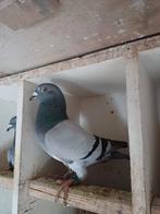 Blauwbander doffer 2025, Dieren en Toebehoren, Vogels | Duiven, Mannelijk, Postduif