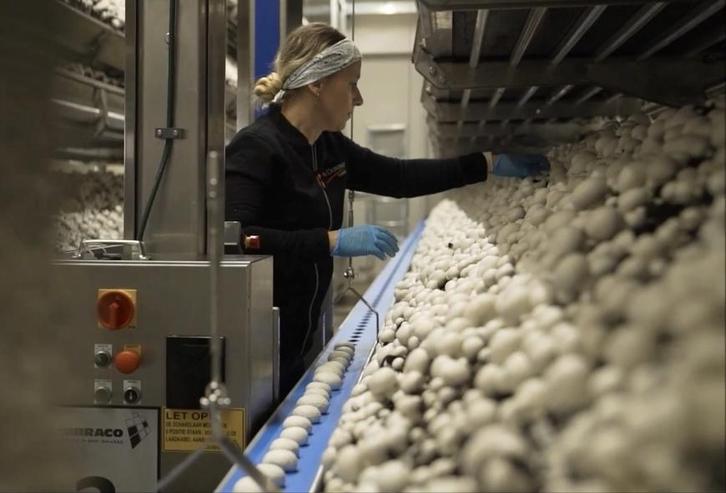 Operator inpakmachines, Vacatures, Vacatures | Landbouw, Natuur en Milieu, MBO, Tijdelijk contract, 33 - 40 uur