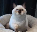Brits Korthaar kitten - perfect rond koppie en volle wangen, Dieren en Toebehoren, Katten en Kittens | Raskatten | Korthaar, Meerdere dieren