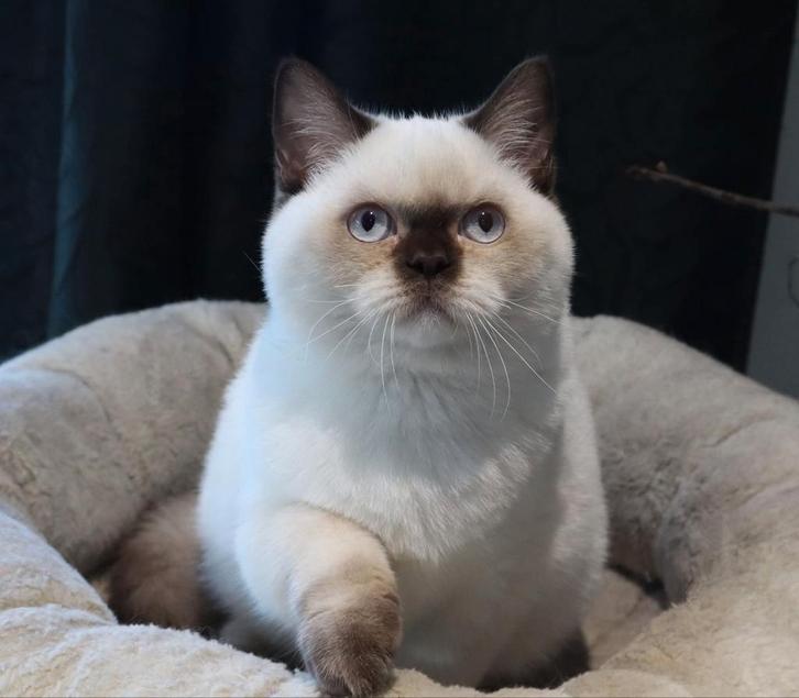Brits Korthaar kitten - perfect rond koppie en volle wangen, Dieren en Toebehoren, Katten en Kittens | Raskatten | Korthaar, Meerdere dieren