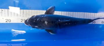 Kumonryu koi beschikbaar voor biedingen