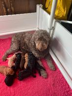 Puppy nieuws Sem/Lilly  f4 .6 reutjes  in 3 teefjes, Dieren en Toebehoren, Honden | Retrievers, Spaniëls en Waterhonden, Overige rassen