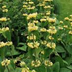 zaden etageplant brandkruid phlomis russeliana (vaste plant), Ophalen of Verzenden, Najaar, Halfschaduw, Zaad