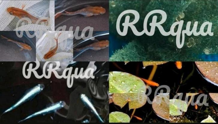 Eitjes - Mini Koi - Rijstvis - Medaka - Surprisemix!!!, Dieren en Toebehoren, Vissen | Vijvervissen, Overige soorten