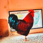 Raszuivere welsumer hanen groot, Dieren en Toebehoren, Pluimvee, Mannelijk, Kip