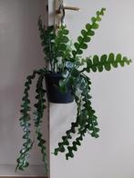 Epiphyllum Anguliger - Zaagcactus / Hangplant, Minder dan 100 cm, Halfschaduw, Ophalen, Groene kamerplant