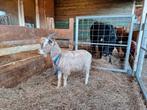 Toggenburger dekbok te koop, Dieren en Toebehoren, Schapen, Geiten en Varkens, Geit, 0 tot 2 jaar