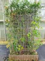 bio-scherm diverse struiken staalmat 120x180 eco-HAAG € 199, Tuin en Terras, Overige soorten, Vaste plant, Ophalen of Verzenden