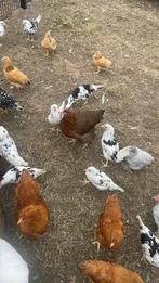 Bonte leghorns te koop, Dieren en Toebehoren, Pluimvee
