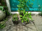 Cola kruid, salie, citroenmelisse, Ophalen, Volle zon, Vaste plant, Kruiden