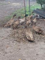 Khaki cambell eenden, Dieren en Toebehoren, Pluimvee, Meerdere dieren, Eend