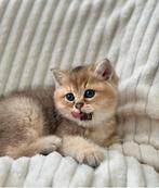 Britse korthaar golden black shaded kittens katertje 2 x boy, Dieren en Toebehoren, Katten en Kittens | Raskatten | Korthaar, Kater