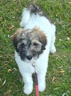 Tibetaanse Terriër pup, Dieren en Toebehoren, CDV (hondenziekte), 8 tot 15 weken, Eén hond, Nederland