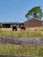 Stalhulp gezocht in Spanbroek!, Dieren en Toebehoren, Ophalen, Nieuw, Overige soorten