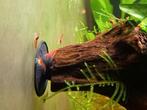 Vuurgarnaal, japonica garnaal, guppy's, Dieren en Toebehoren, Vissen | Aquariumvissen, Kreeft, Krab of Garnaal