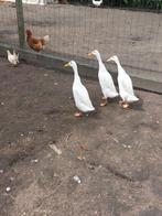 Vrolijke mannelijke kwaker #indischeloopeend, Dieren en Toebehoren, Pluimvee, Mannelijk, Eend