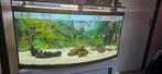 Mooie panorama aquarium met discus vissen, Zo goed als nieuw, Ophalen, Gevuld zoetwateraquarium
