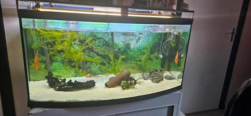 Mooie panorama aquarium met discus vissen, Dieren en Toebehoren, Vissen | Aquaria en Toebehoren, Zo goed als nieuw, Gevuld zoetwateraquarium