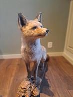 Natuurgetrouw opgezette vos., Verzamelen, Dierenverzamelingen, Ophalen, Wild dier, Opgezet dier