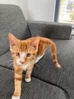 cyperse Rode Kat, Dieren en Toebehoren, Kater