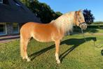 Talentvolle Haflinger merrie te koop, Merrie, Minder dan 160 cm, Gechipt, L