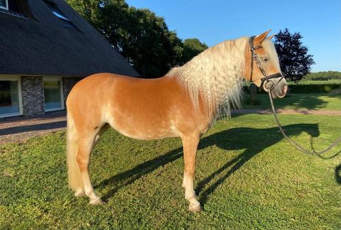 Talentvolle Haflinger merrie te koop, Dieren en Toebehoren, Paarden, Merrie, L, Minder dan 160 cm, 7 tot 10 jaar, Met stamboom