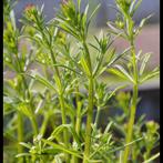 Tuinman, Tuin en Terras, Ophalen, Overige soorten, Halfschaduw