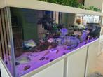 Gezocht aquarium  2.5 meter, Dieren en Toebehoren, Vissen | Aquaria en Toebehoren, Ophalen of Verzenden, Zo goed als nieuw, Leeg aquarium