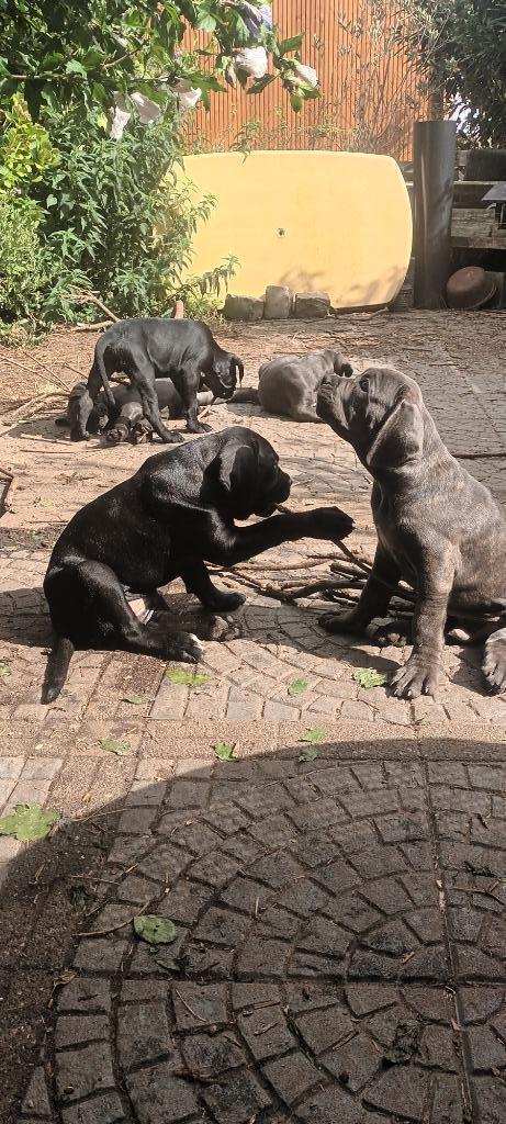 Cane Corso pups te koop, Dieren en Toebehoren, Honden | Bulldogs, Pinschers en Molossers, Meerdere dieren, Overige rassen, Particulier