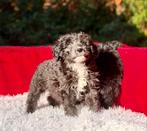 Medium australian Goldendoodle pups, Dieren en Toebehoren, Overige rassen, CDV (hondenziekte), 8 tot 15 weken, Meerdere