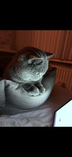 britse korthaar poes (blue) gechipt paspoort, Dieren en Toebehoren, Katten en Kittens | Overige Katten, Poes