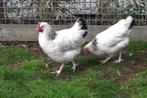 Goede leggers | Sussex Columbia | Gezonde kippen, Dieren en Toebehoren, Pluimvee, Meerdere dieren, Kip