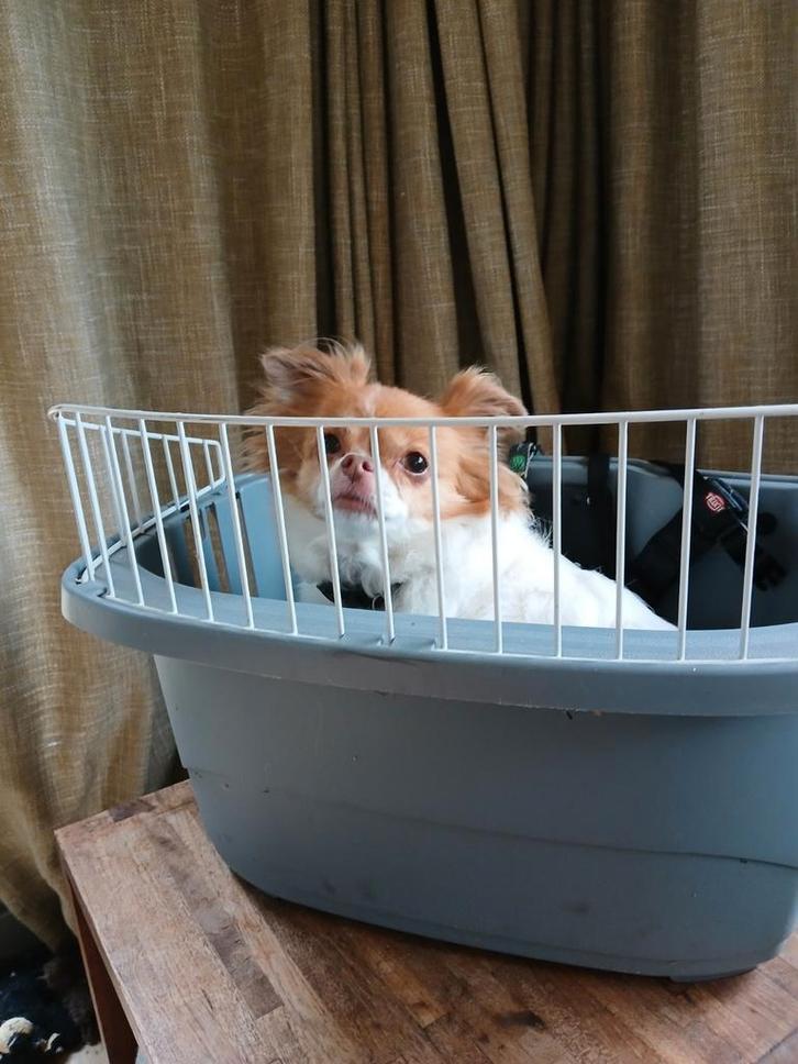 ZGAN Ferplast Fietsmand voor kleine hond, Dieren en Toebehoren, Honden-accessoires, Zo goed als nieuw, Ophalen of Verzenden