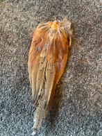 Veel verschillende vogel vleugels., Ophalen of Verzenden, Nieuw, Vogel, Opgezet dier