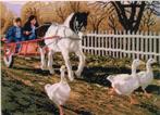 borduurpakket The Pony Cart needlepoint marti, Ophalen of Verzenden, Nieuw, Handborduren, Borduurpakket