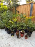 Trachycarpus fortunei en wagnerianus palmen, Vaste plant, Bloeit niet, Halfschaduw, Ophalen
