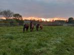 Stalling en Weidegang, Stalling, 4 paarden of pony's of meer