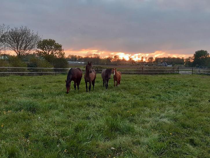 Stalling en Weidegang, Dieren en Toebehoren, Stalling en Weidegang, Opfok, Stalling, 4 paarden of pony's of meer